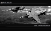 harrier_bw thumbnail